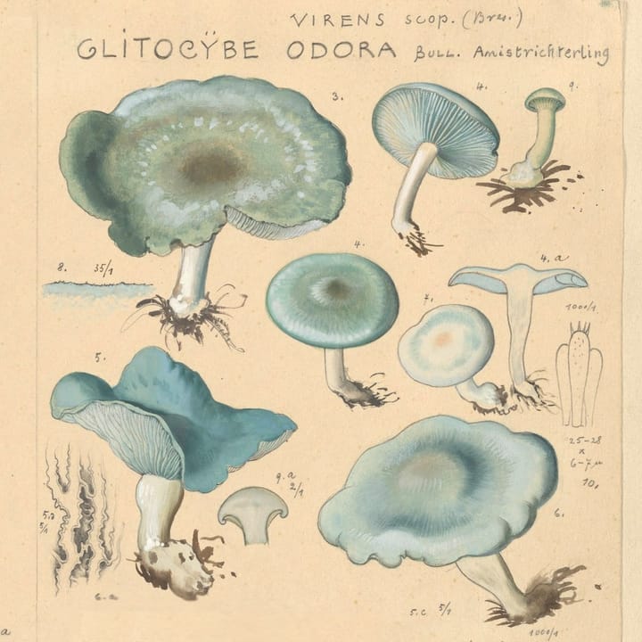 Watercolor illustrations of mushrooms by amateur mycologist Hans Walty.