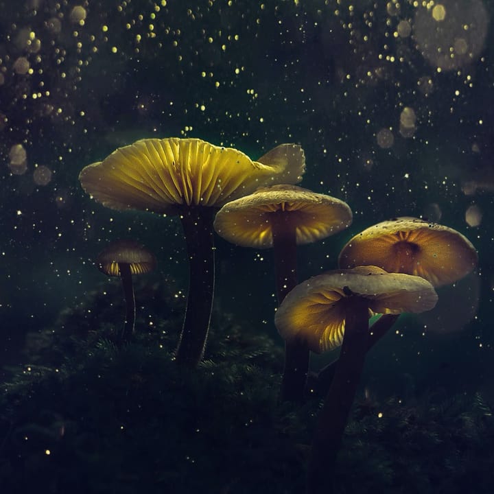 BANI ⊗ The Screen New Deal ⊗ It gets weirder